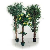 Plante ficus H 1800 mm